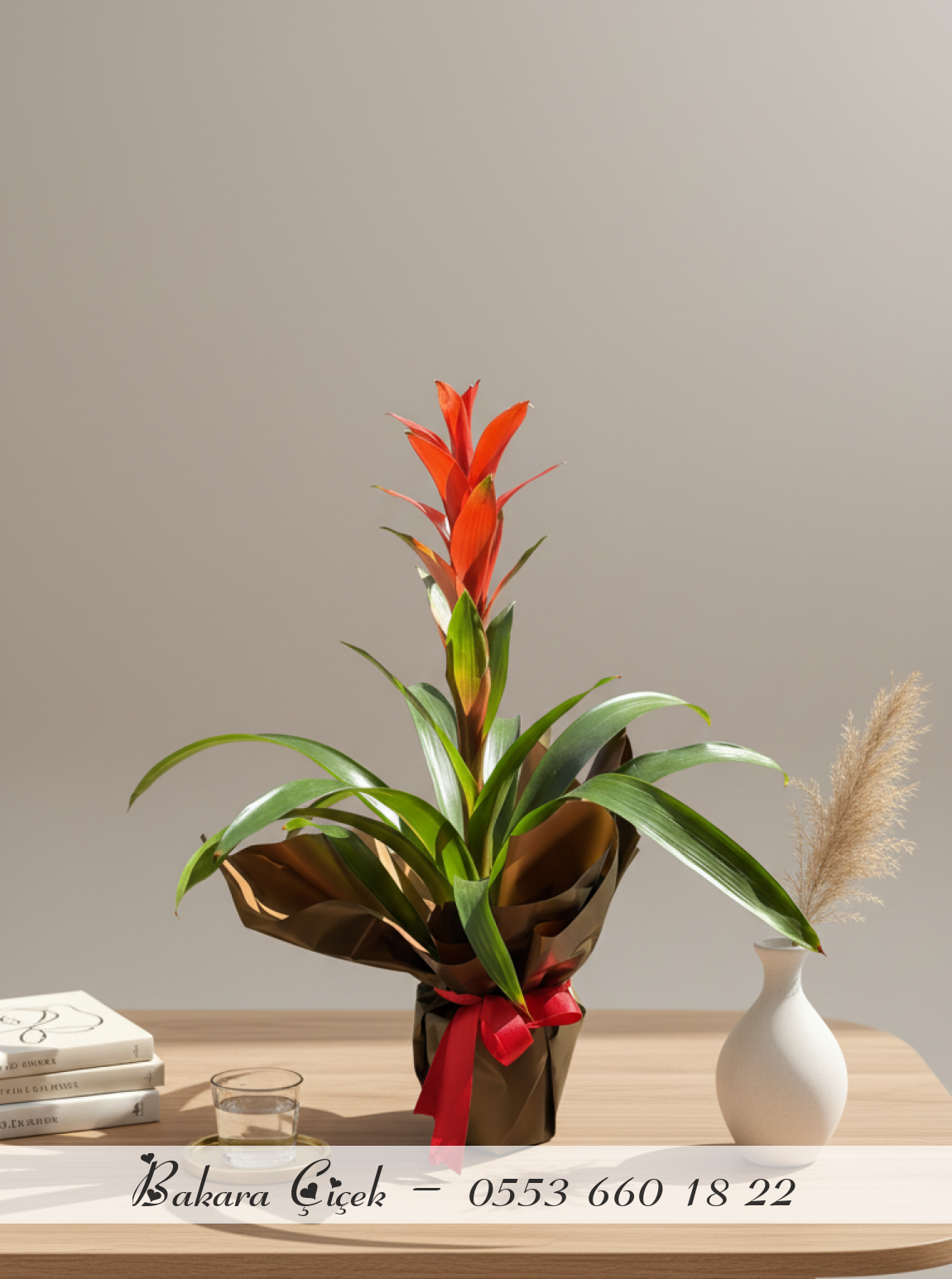 Guzmania