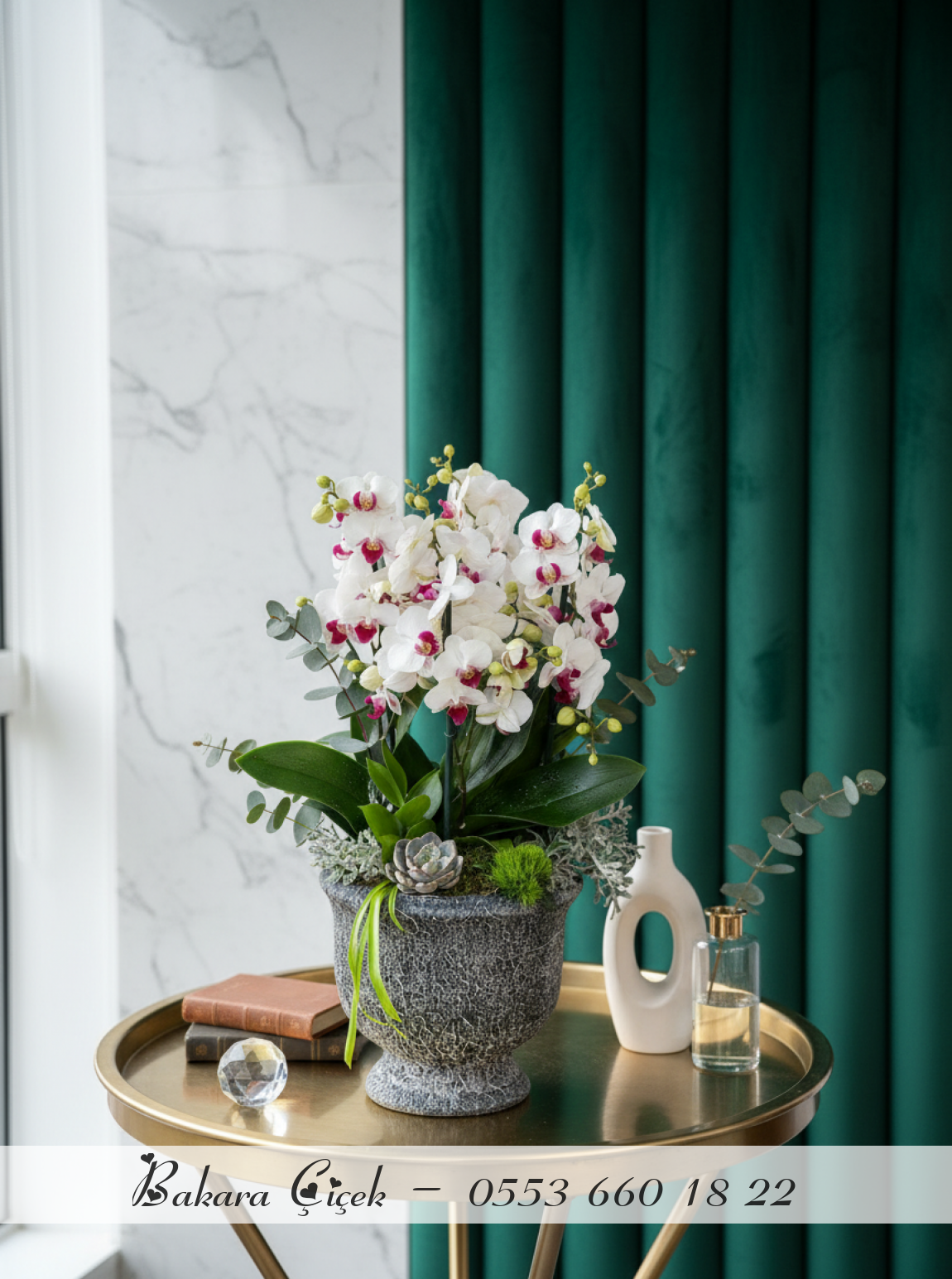 Premium Duetto Orkide